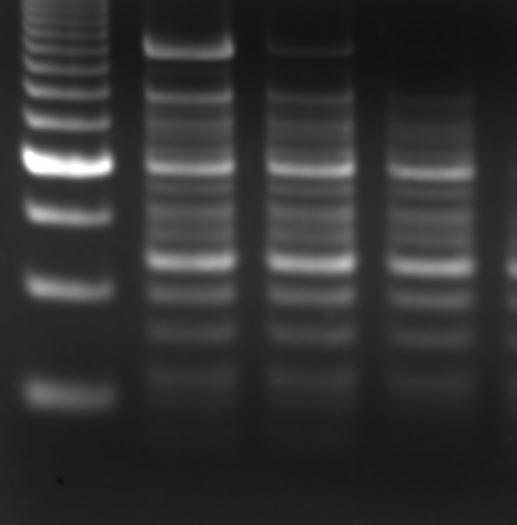 DNA RNA Concentration and Purification